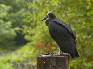 Turkey Vulture