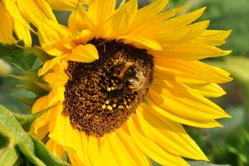 Hummel