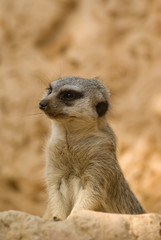 Attentive meerkat (Suricata suricatta)