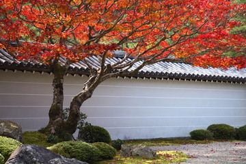 Un erable japonais rouge dans Nanzen ji temle a Kyoto