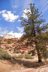 Fototapeta na wymiar Lone pine tree against spectacular sky, Zion National Park