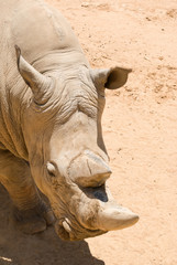 White (square-lipped) rhinoceros (Ceratotherium simum)