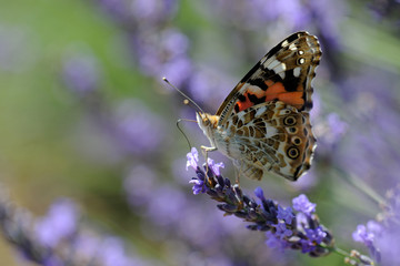 Red Admiral on lavender