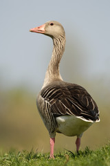 Graugans