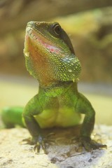 lézard vert