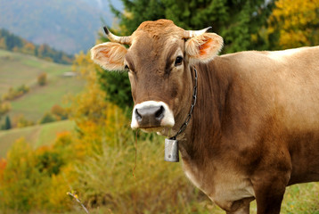 Cow