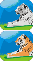 Fototapeta premium tiger
