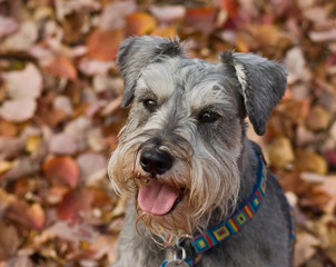 Dog miniature schnauzer sits with fall leaves in the background