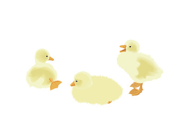 three ducklings