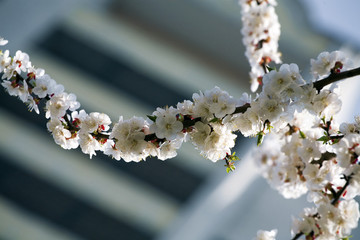 flowering branch of tree is in spring