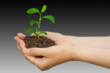 Plant in a hand