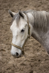 Fototapeta premium White horse - Lipizzan Home