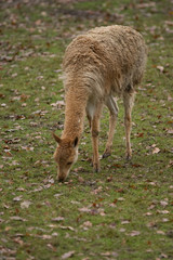 Vicuna (Vicugna vicugna)