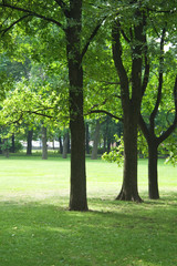 Oak trees on lawn