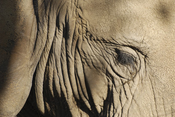 ojo de elefante © guilla71