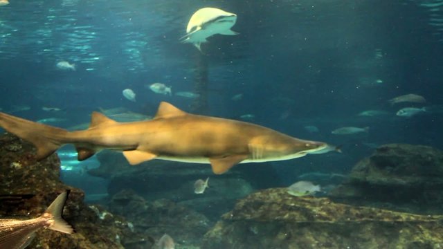 tibur&oacute;n