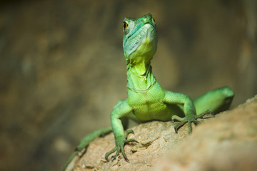 Single colorful green basilisk lizard