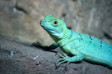 Single colorful green basilisk lizard