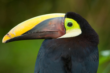 Chestnut-mandibled Toucan or Swainsons Toucan