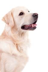 Golden Retriever Portrait