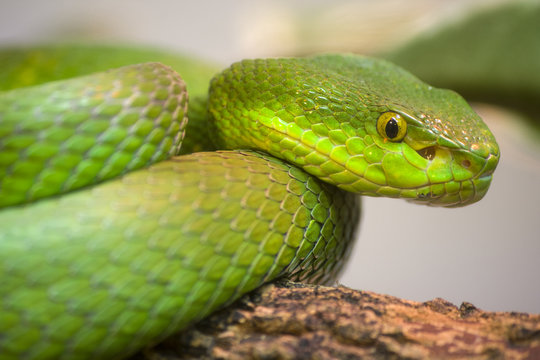 Single colorful scrunch green young snake