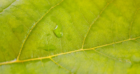 Grüne Blätter im Frühling