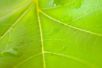 Grüne Blätter im Frühling
