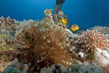 Fototapeta na wymiar anemone and anemonefish