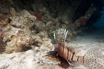 lionfish and coral