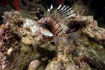 lionfish and coral