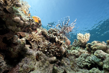 Naklejka na ściany i meble lionfish and coral