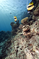 Fototapeta na wymiar bannerfish and ocean