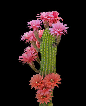 Fototapeta Cactus with red flowers isolated on black background
