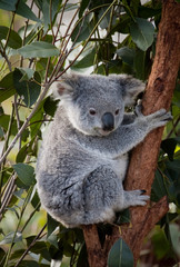 Fototapeta na wymiar Koala w gumtree