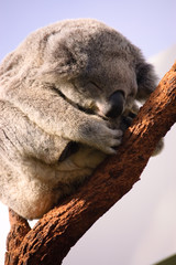 Koala sleeping in gum tree
