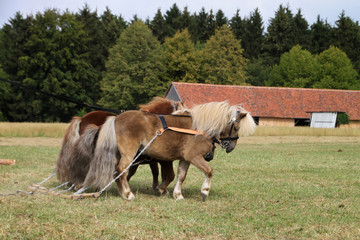 Shetlandponys als Arbeitspferde