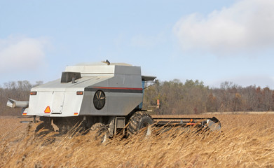 Fototapeta premium Harvesting Soybeans