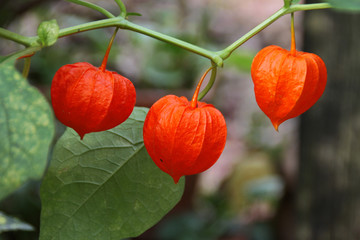 Physalis