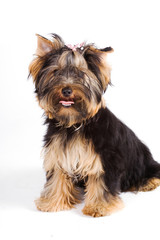 yorkie isolated