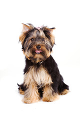 yorkie isolated