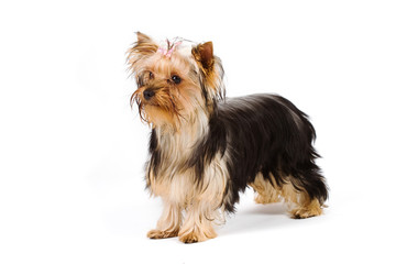 yorkie isolated