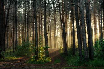 Gordijnen sunset in the forest © vlntn