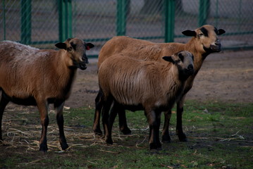 owce kameruńskie 2 © GKor