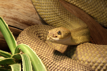Basilisken-Klapperschlange (Crotalus Basiliscus)
