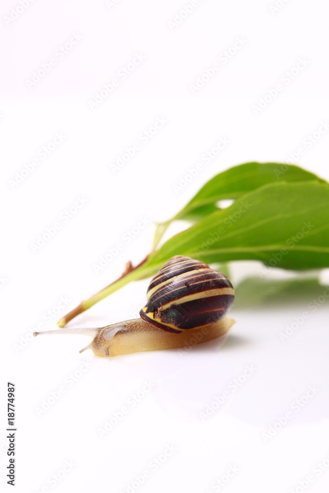 Poster snail and leafs