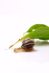 snail and leafs