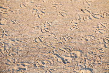 gull footprint