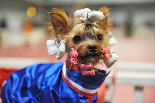 Toilettage Yorkshire