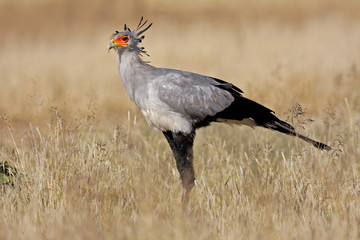 Secretary bird (Sagittarius serpentarius), South Africa