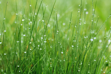 Green Grass with Morning dew